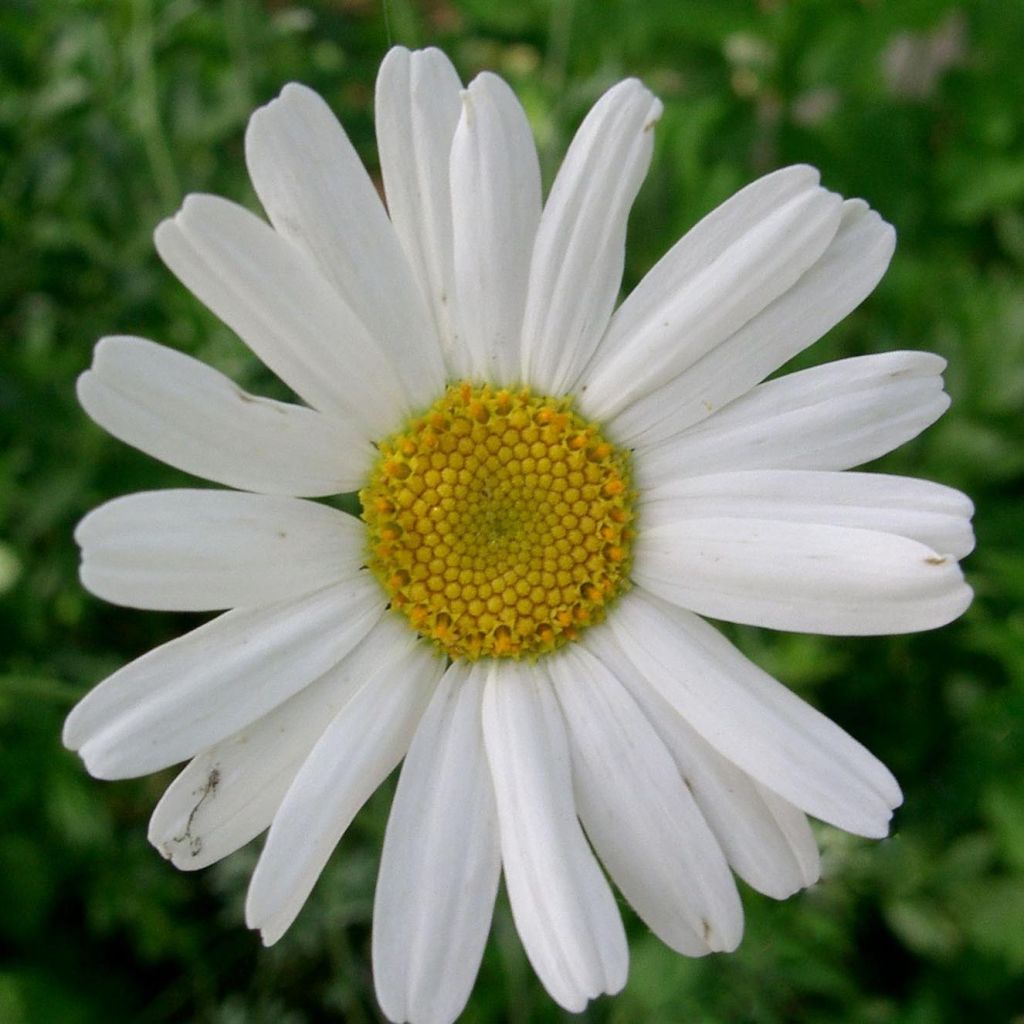 Chrysanthème cinerariifolium