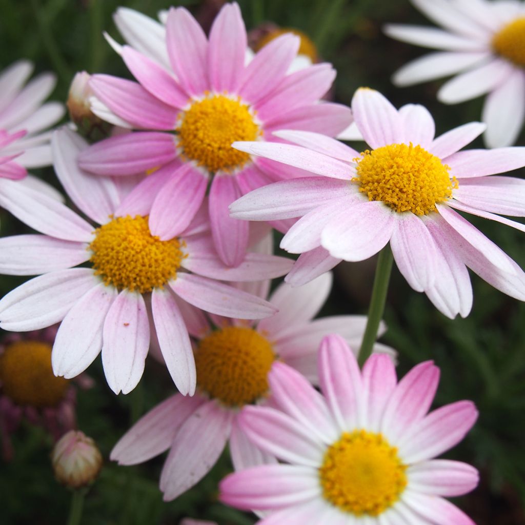 Chrysanthemum koreanum Hebe - Chrysantheme