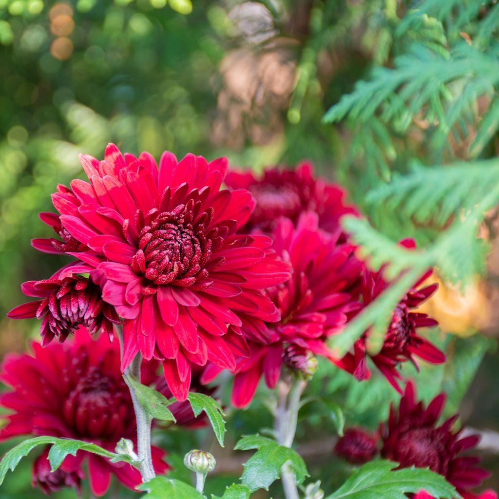 Chrysanthemum Herbstrubin - Herbst-Chrysantheme