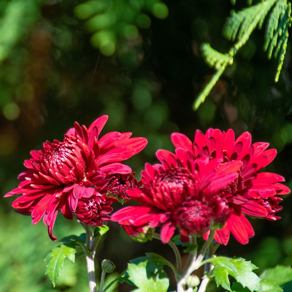 Chrysanthemum Herbstrubin - Herbst-Chrysantheme