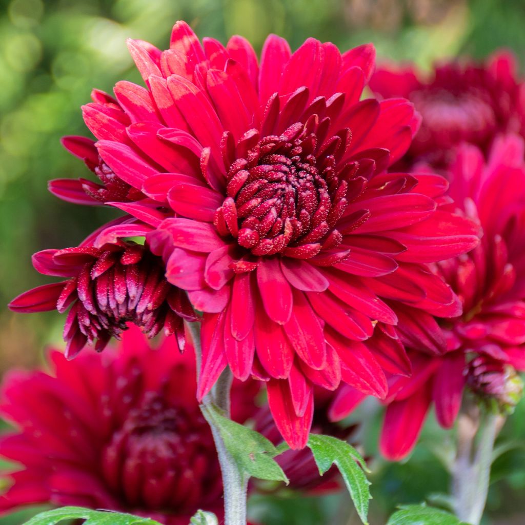 Chrysanthemum Herbstrubin - Herbst-Chrysantheme