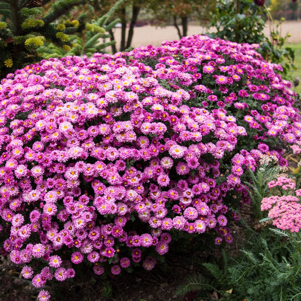 Chrysanthemum Mei Kyo - Herbst-Chrysantheme