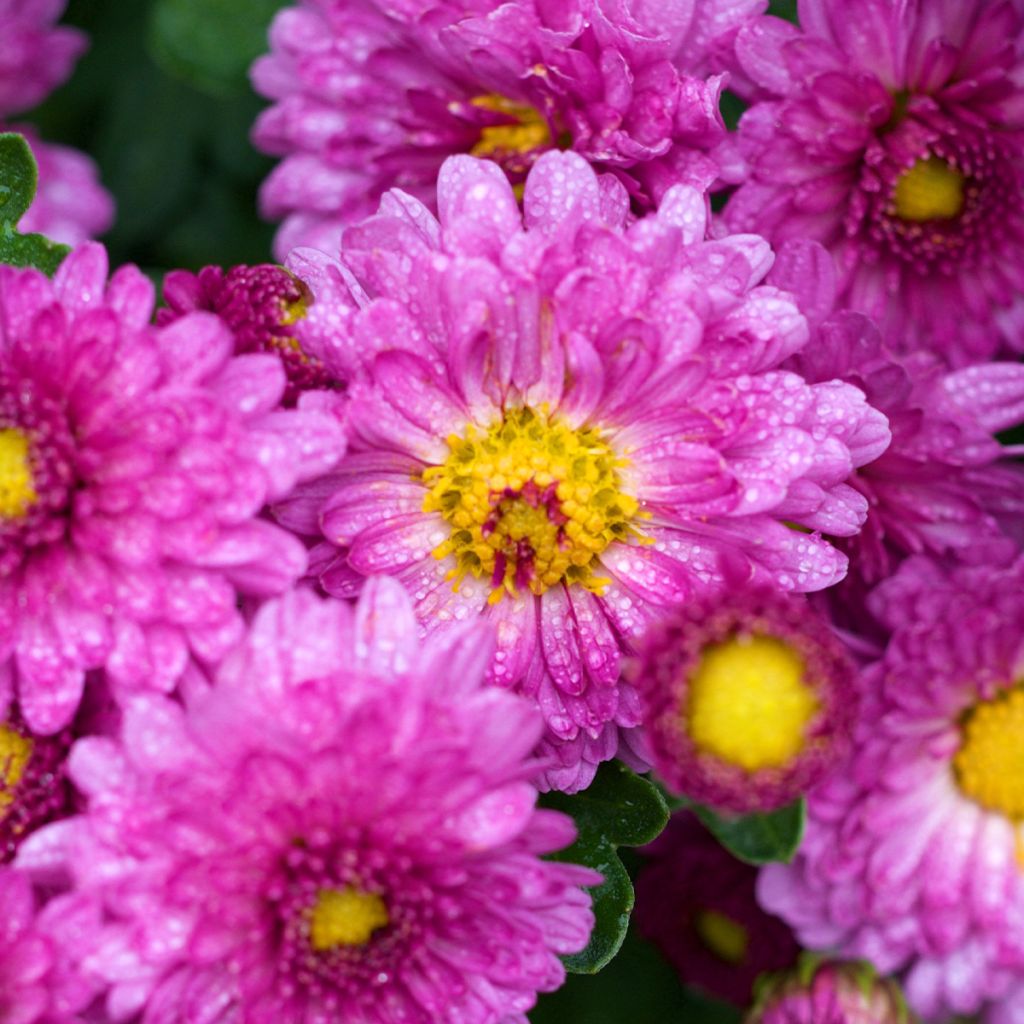 Chrysanthemum Mei Kyo - Herbst-Chrysantheme