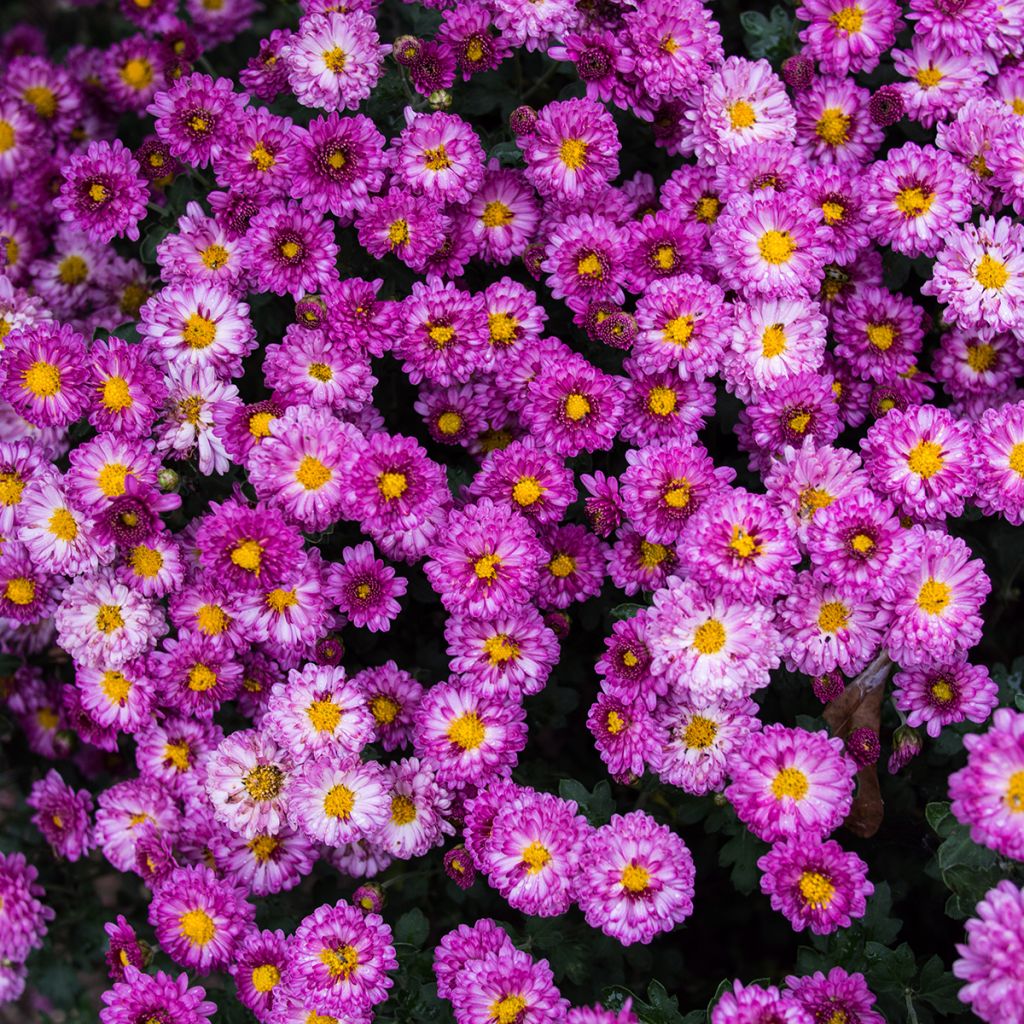 Chrysanthemum Mei Kyo - Herbst-Chrysantheme