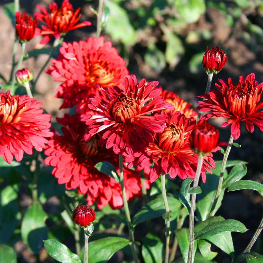 Chrysanthemum Rehauge - Herbst-Chrysantheme