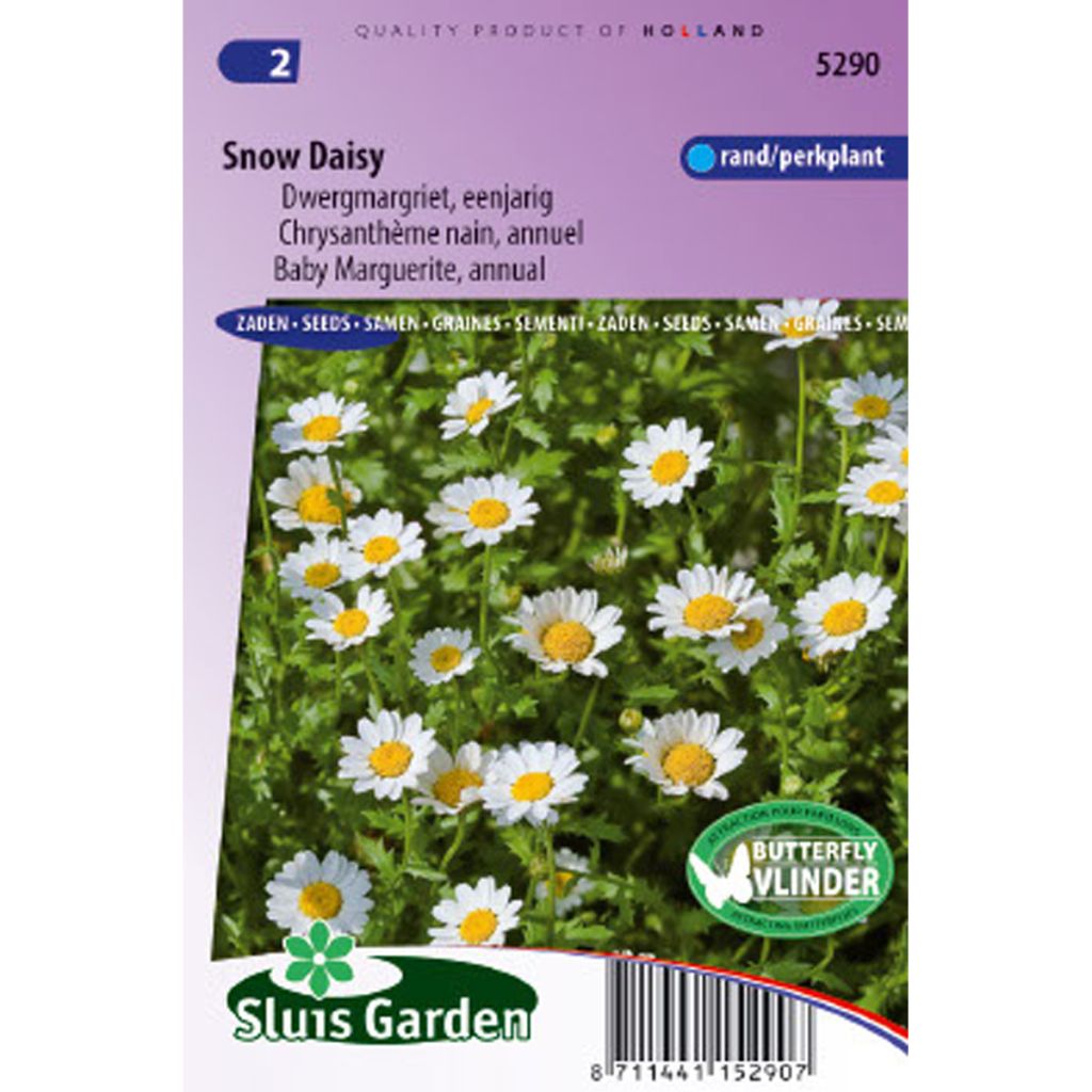 Chrysanthemum paludosum Snow Daisy (Samen) - Zwergchrysantheme