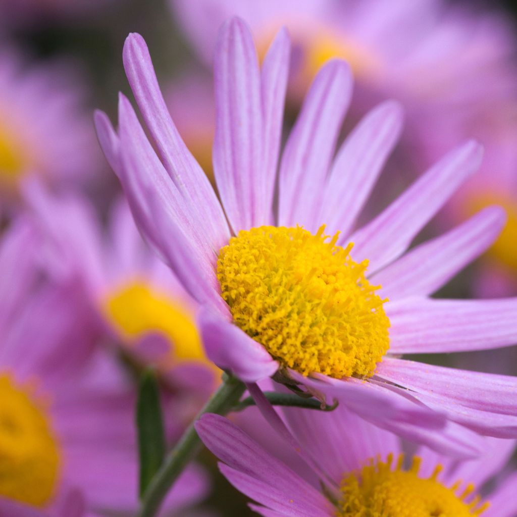 Chrysanthemum rubellum Clara Curtis - Herbst-Chrysantheme