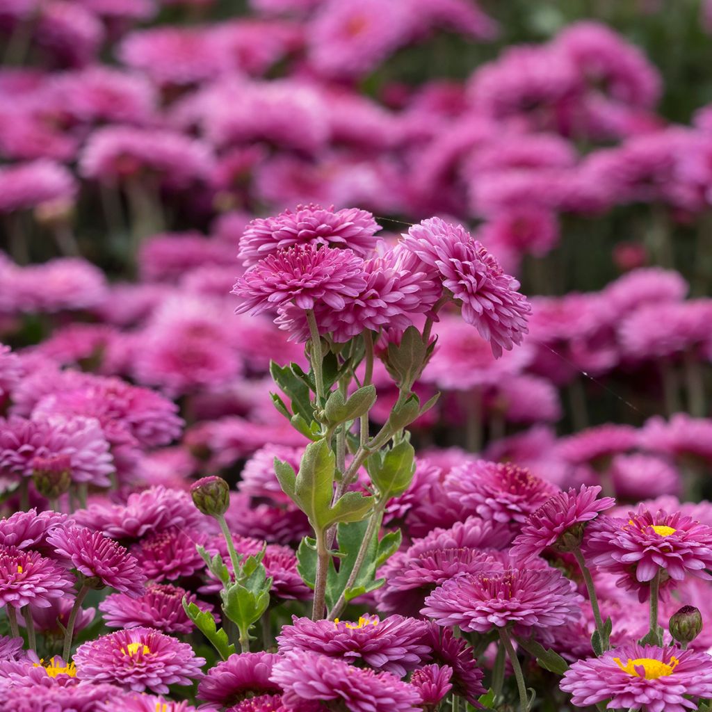 Chrysanthemum Anastasia - Herbst-Chrysantheme