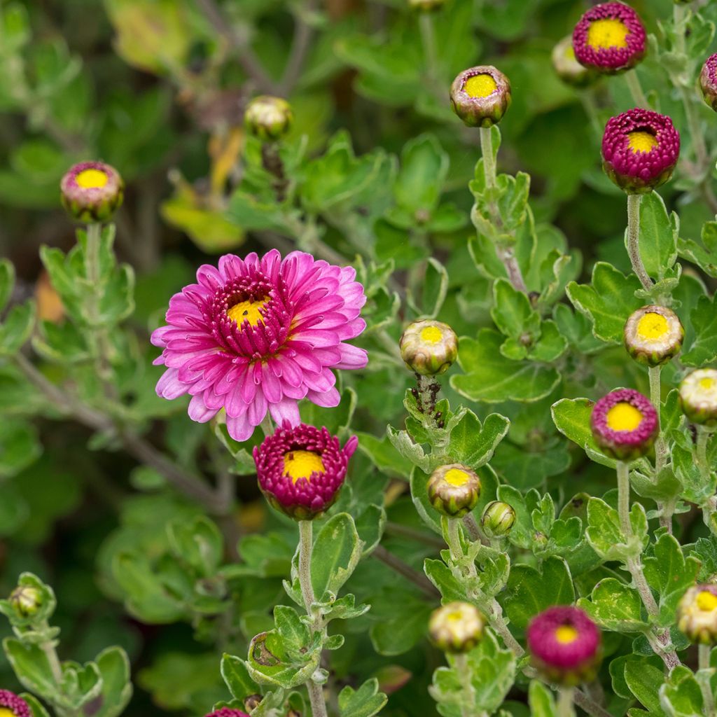 Chrysanthemum Anastasia - Herbst-Chrysantheme