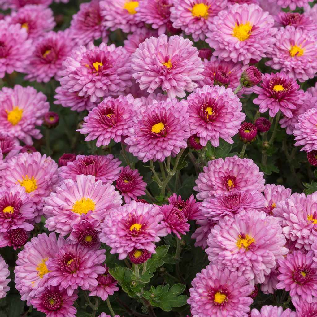 Chrysanthemum Anastasia - Herbst-Chrysantheme