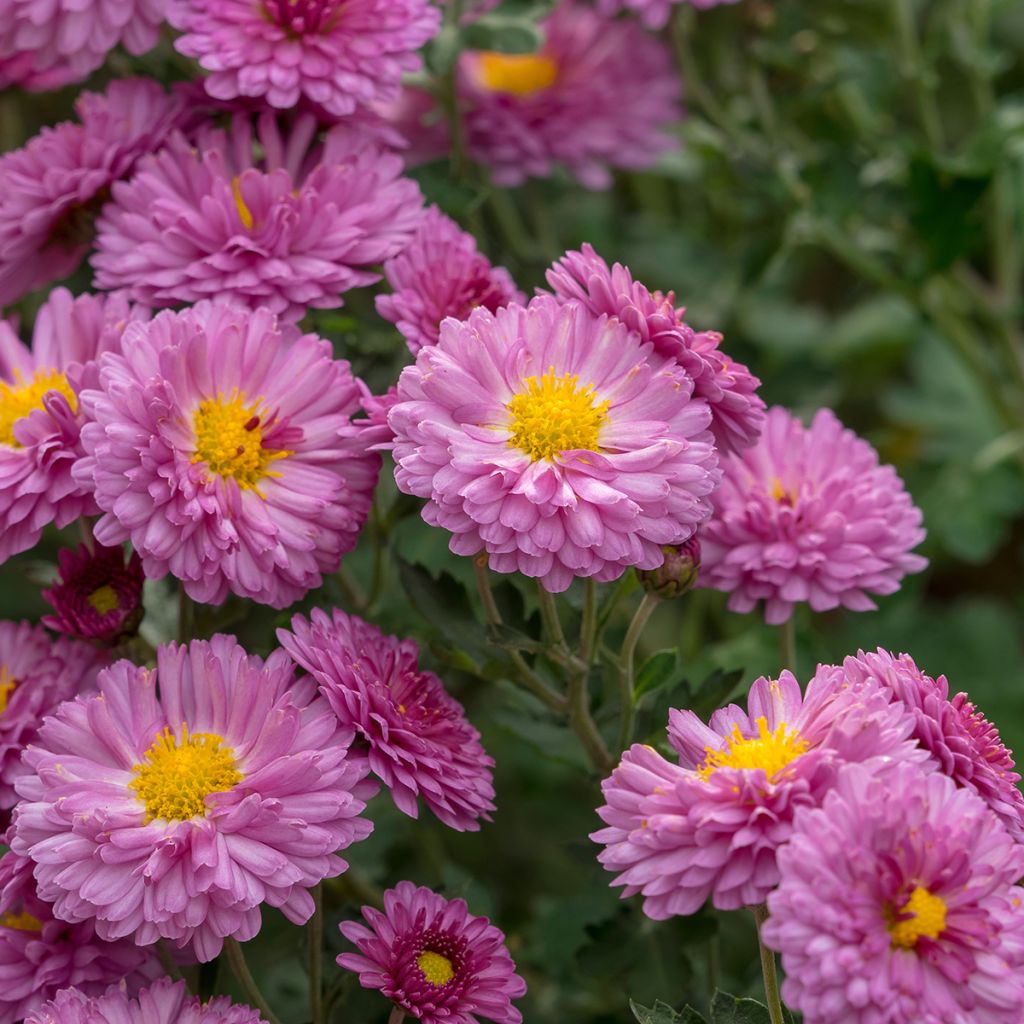 Chrysanthemum Anastasia - Herbst-Chrysantheme