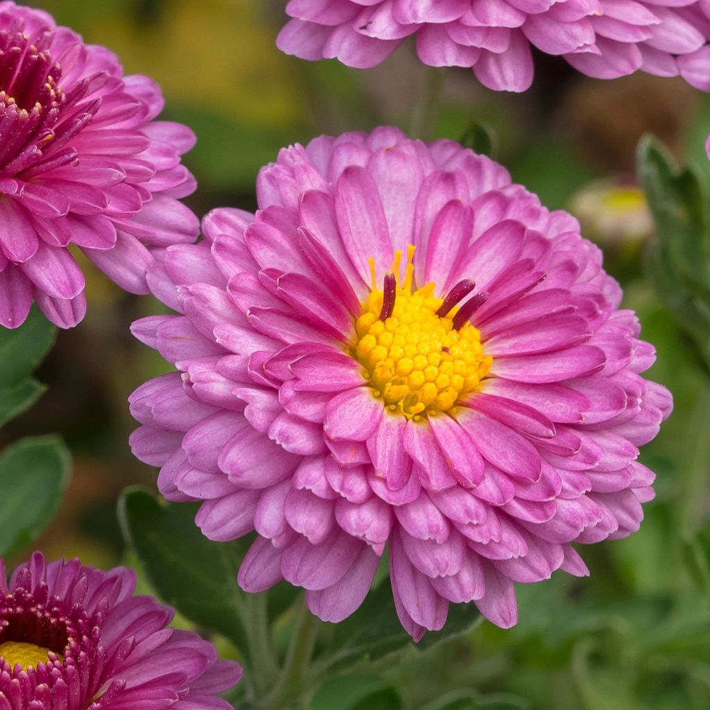 Chrysanthemum Anastasia - Herbst-Chrysantheme