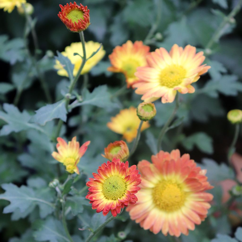 Chrysanthemum rubellum Dernier Soleil - Herbst-Chrysantheme