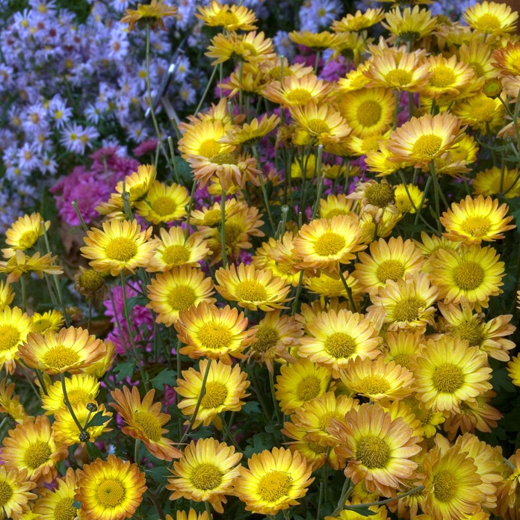 Chrysanthemum rubellum Dernier Soleil - Herbst-Chrysantheme