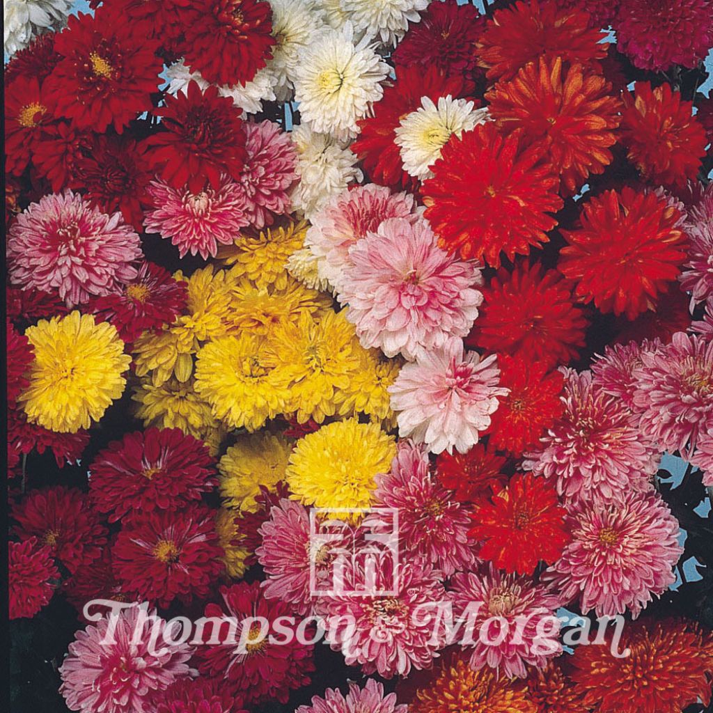 Chrysanthemum Fanfare Improved F1 (Samen) - Herbst-Chrysantheme