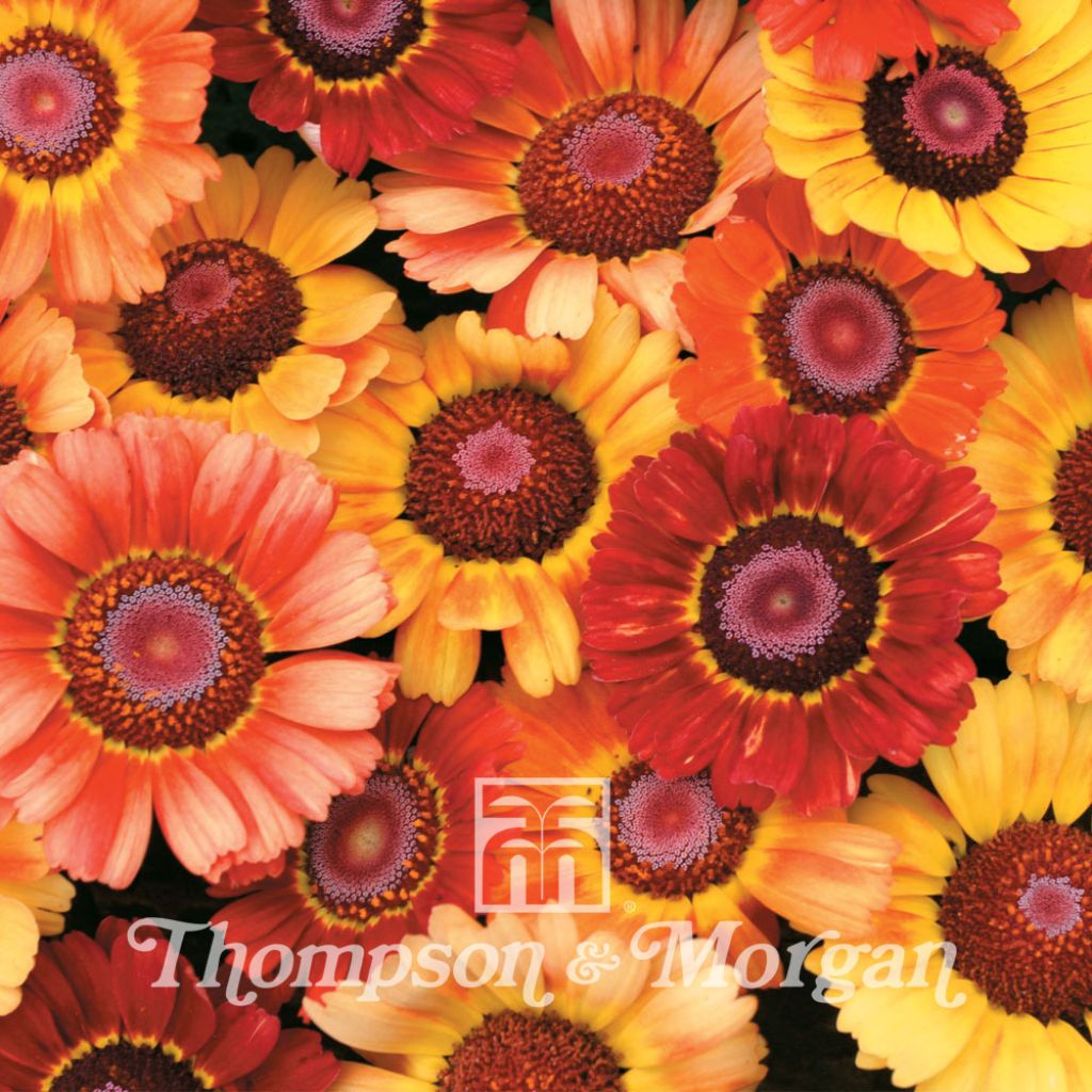 Chrysanthemum carinatum Sunset (Samen) - Wucherblume