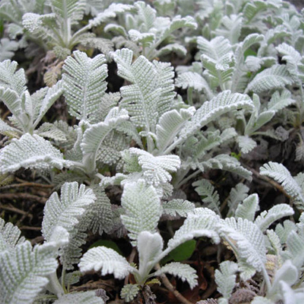 Tanacetum haradjanii - Silberblatt-Margerite