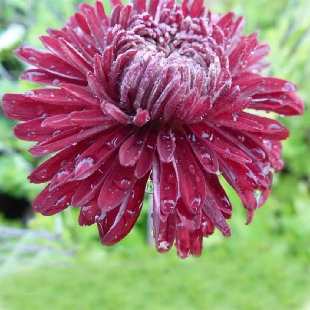 Chrysanthemum indicum Cedie Mason - Chrysantheme