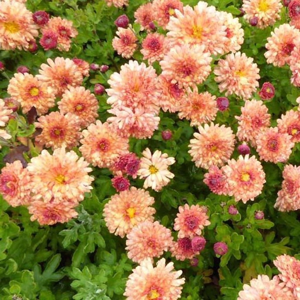 Chrysanthemum indicum Herbstbrokat - Chrysantheme