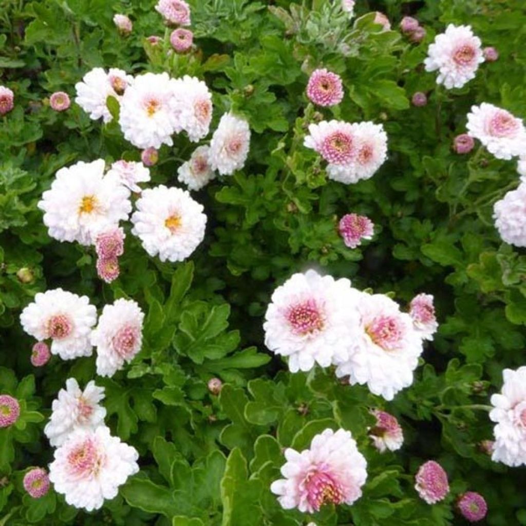 Chrysanthemum indicum Julia - Chrysantheme