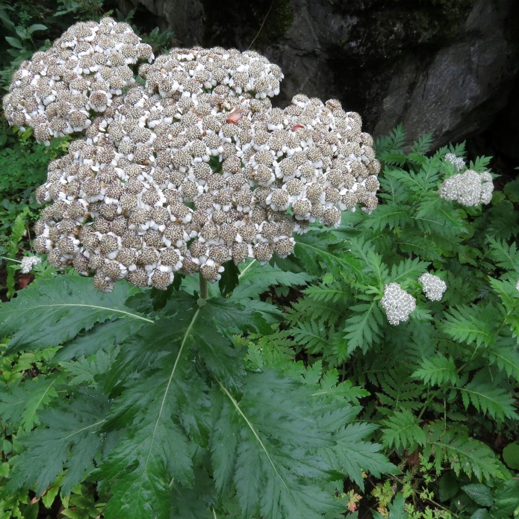 Chrysanthemum macrophyllum - Schafgarbenmargerite