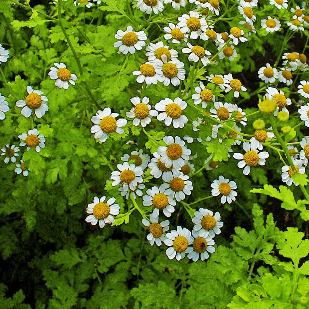 Chrysanthemum parthenium Aureum - Mutterkraut