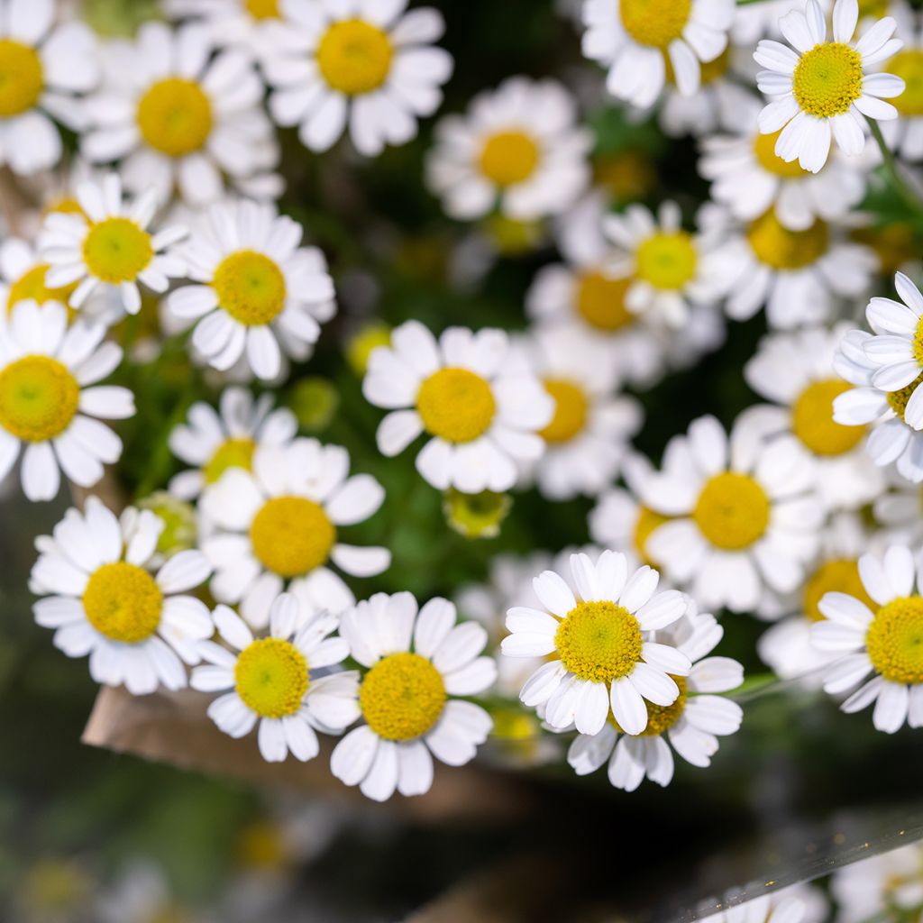 Chrysanthemum parthenium Aureum - Mutterkraut