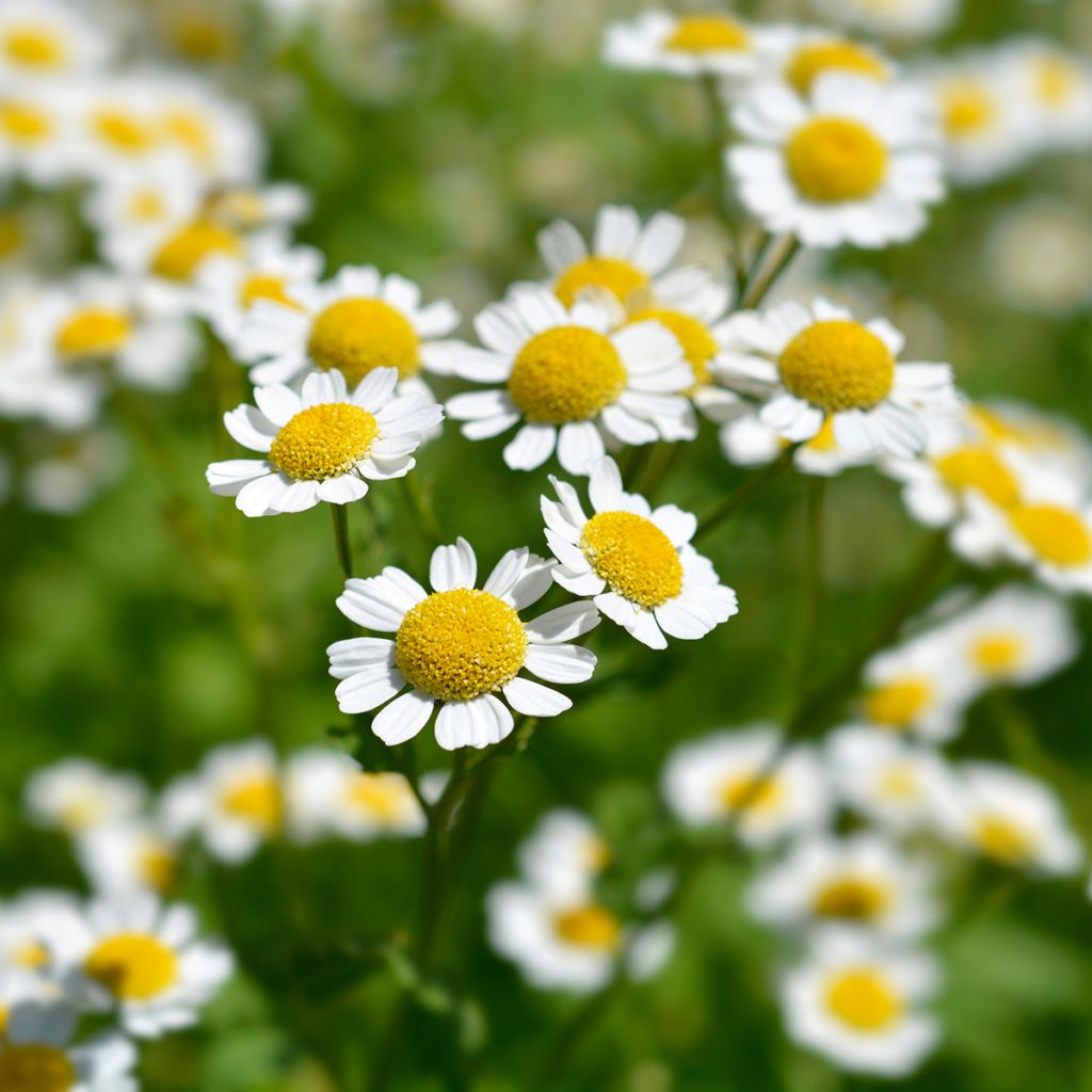 Chrysanthemum parthenium Aureum - Mutterkraut