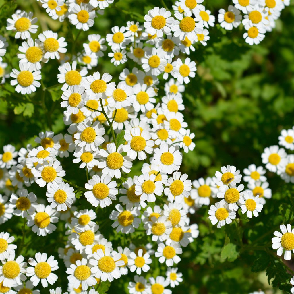 Chrysanthemum parthenium Aureum - Mutterkraut