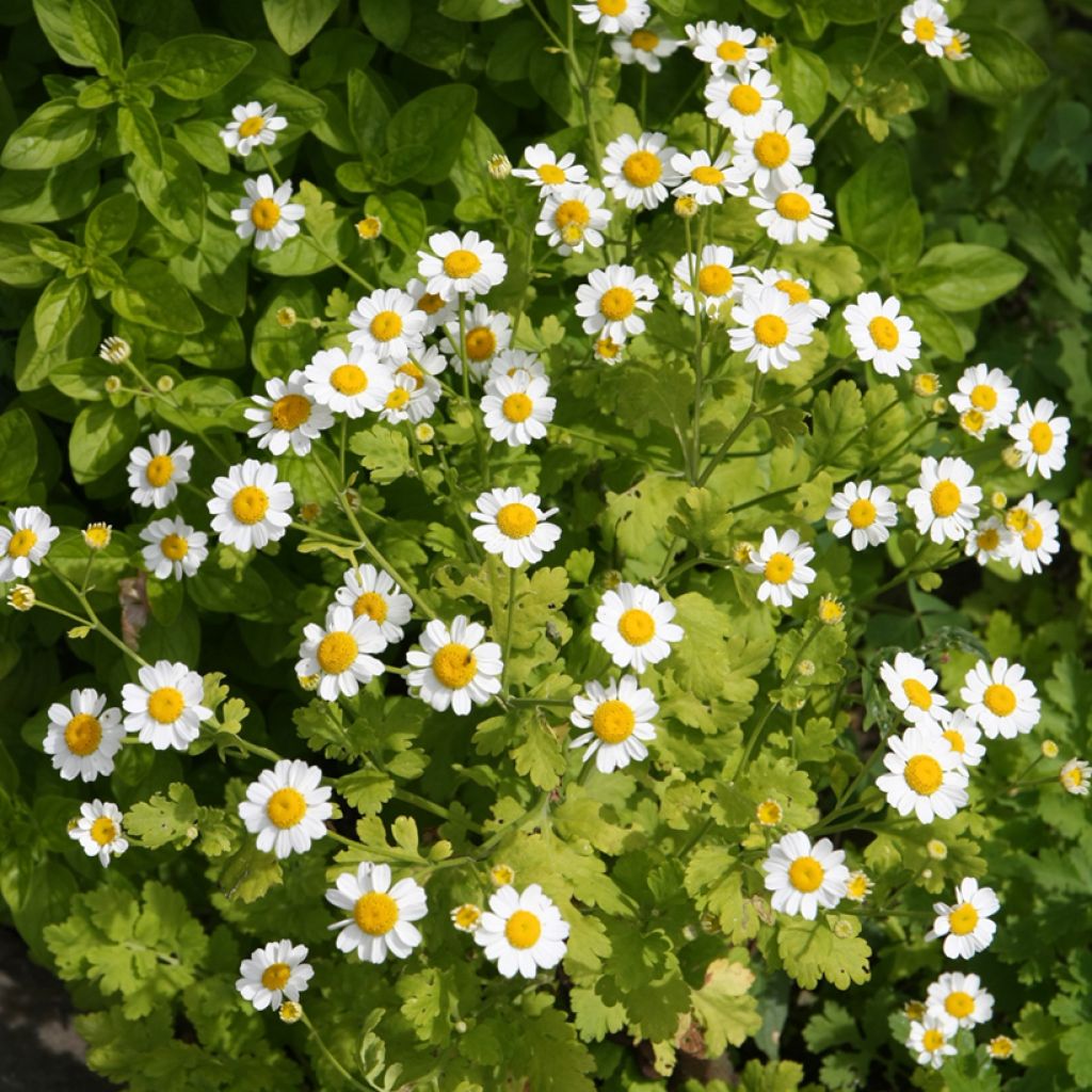 Chrysanthemum parthenium Aureum - Mutterkraut