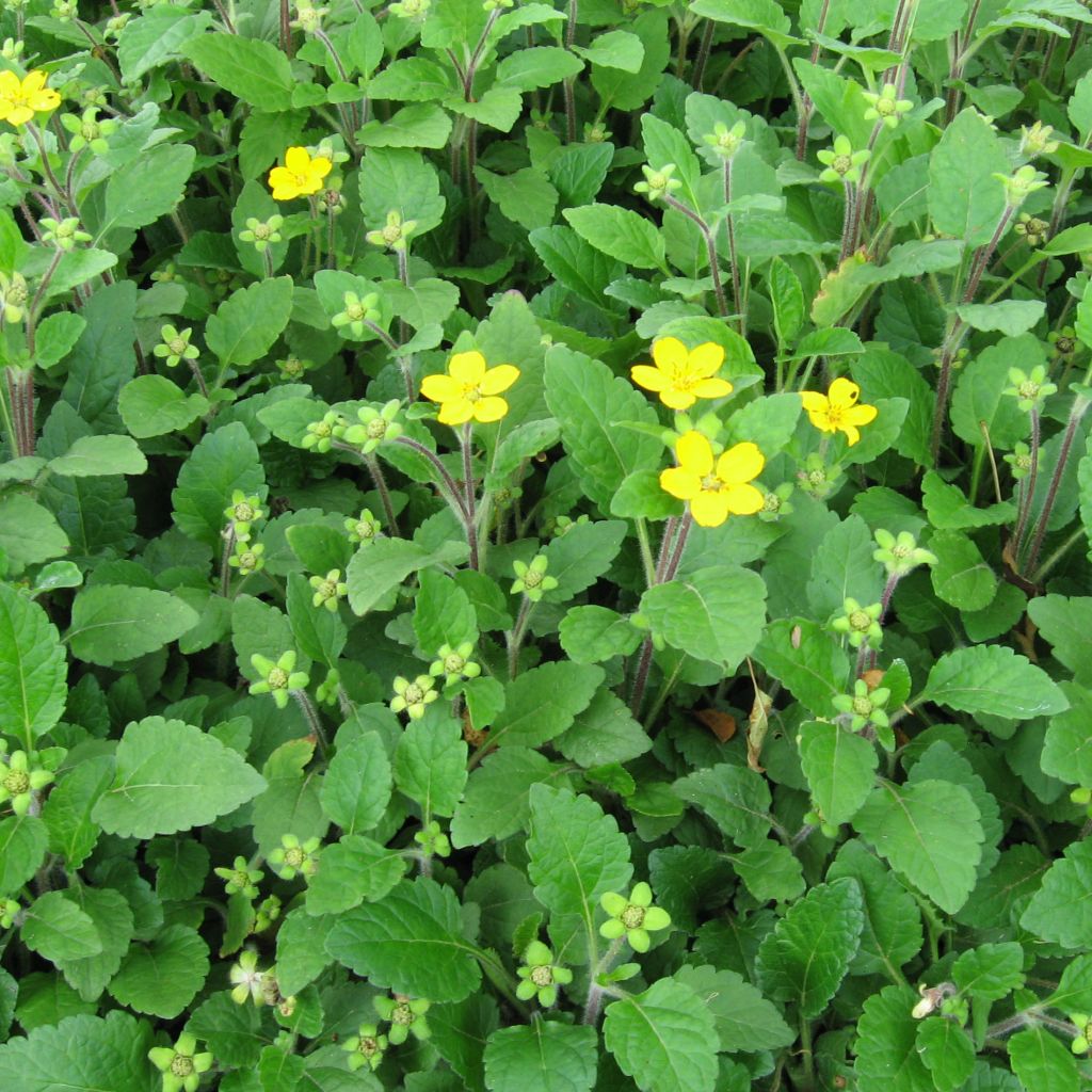 Chrysogonum virginianum - Genou doré