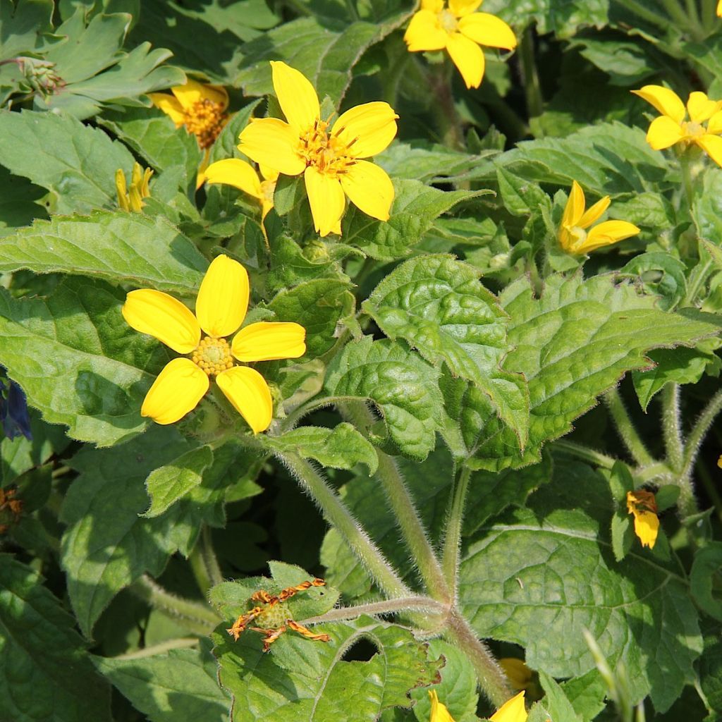 Chrysogonum virginianum - Genou doré