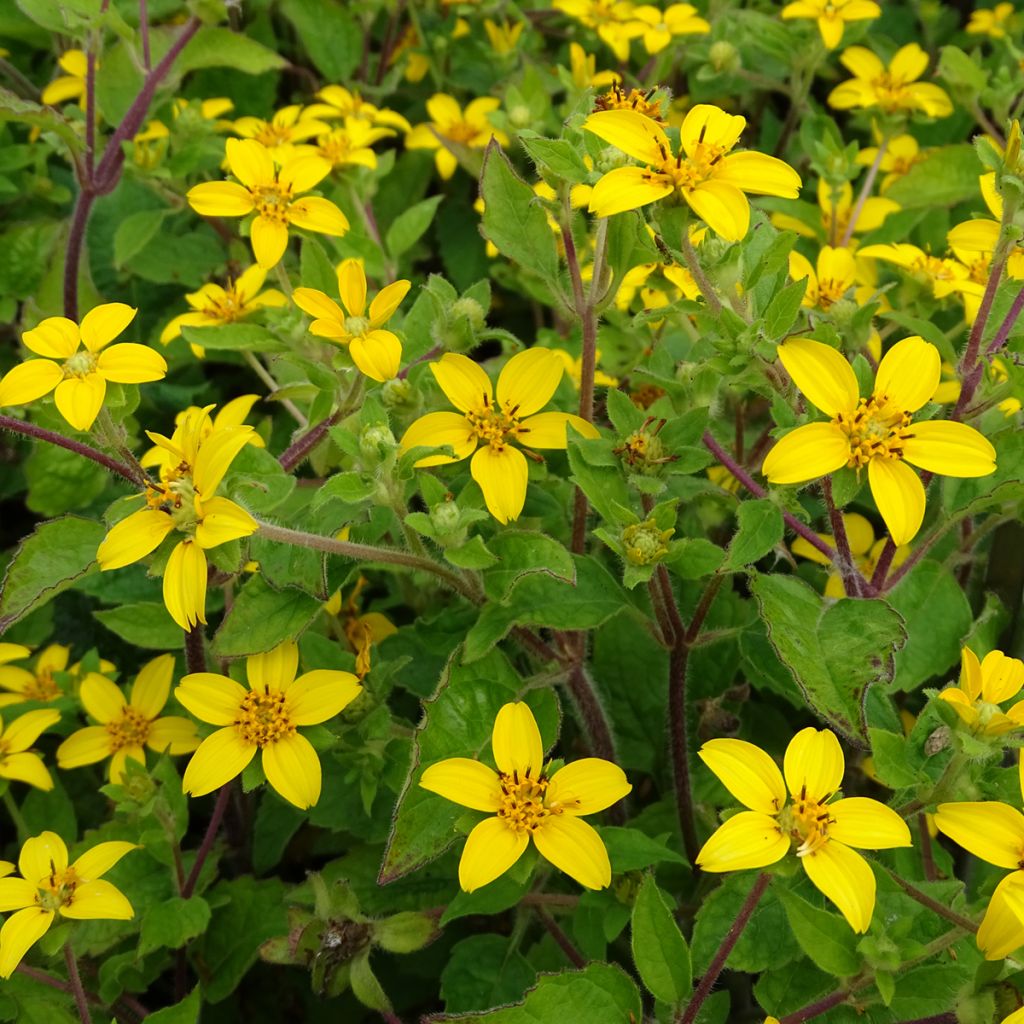 Chrysogonum virginianum - Goldkörbchen