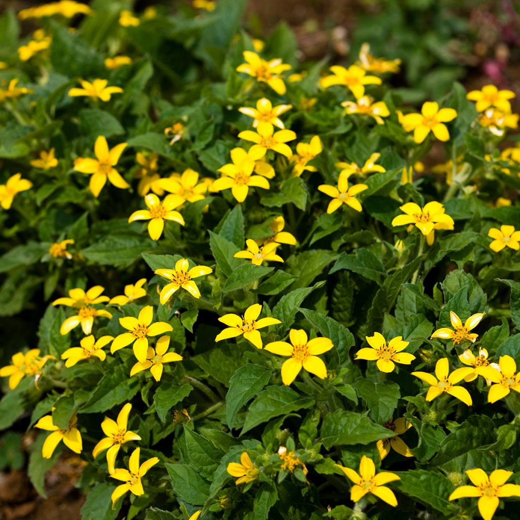 Chrysogonum virginianum - Genou doré