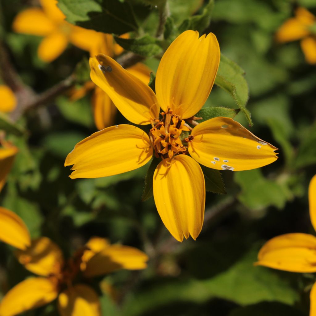 Chrysogonum virginianum - Goldkörbchen