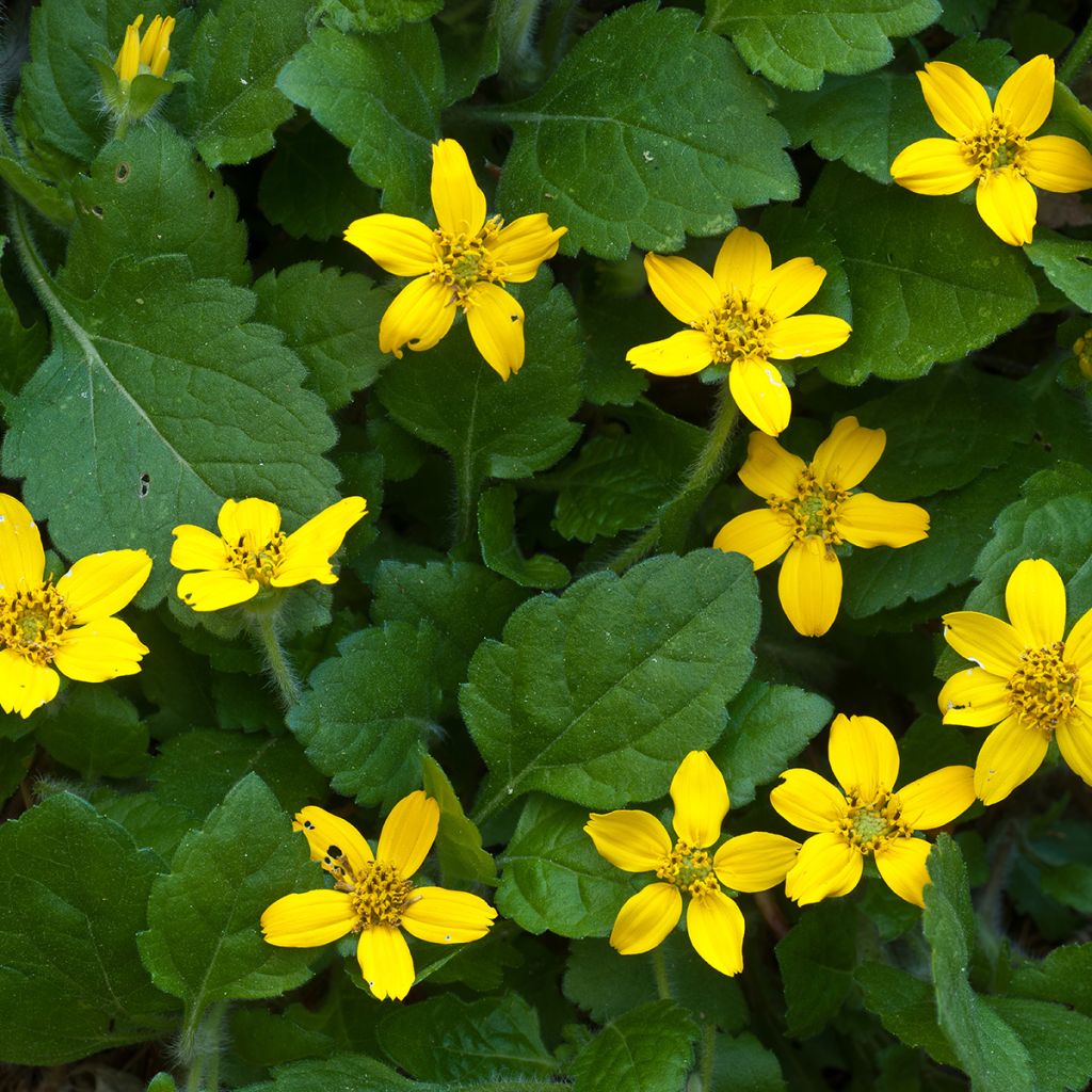 Chrysogonum virginianum - Goldkörbchen