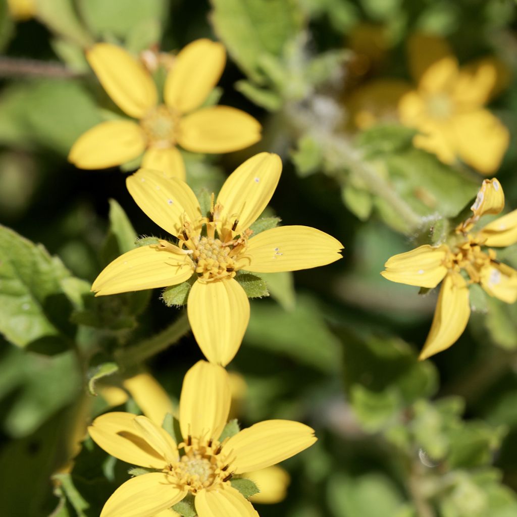 Chrysogonum virginianum - Goldkörbchen