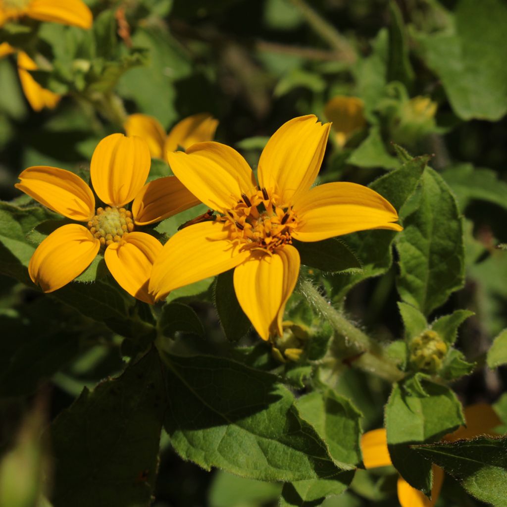 Chrysogonum virginianum - Goldkörbchen