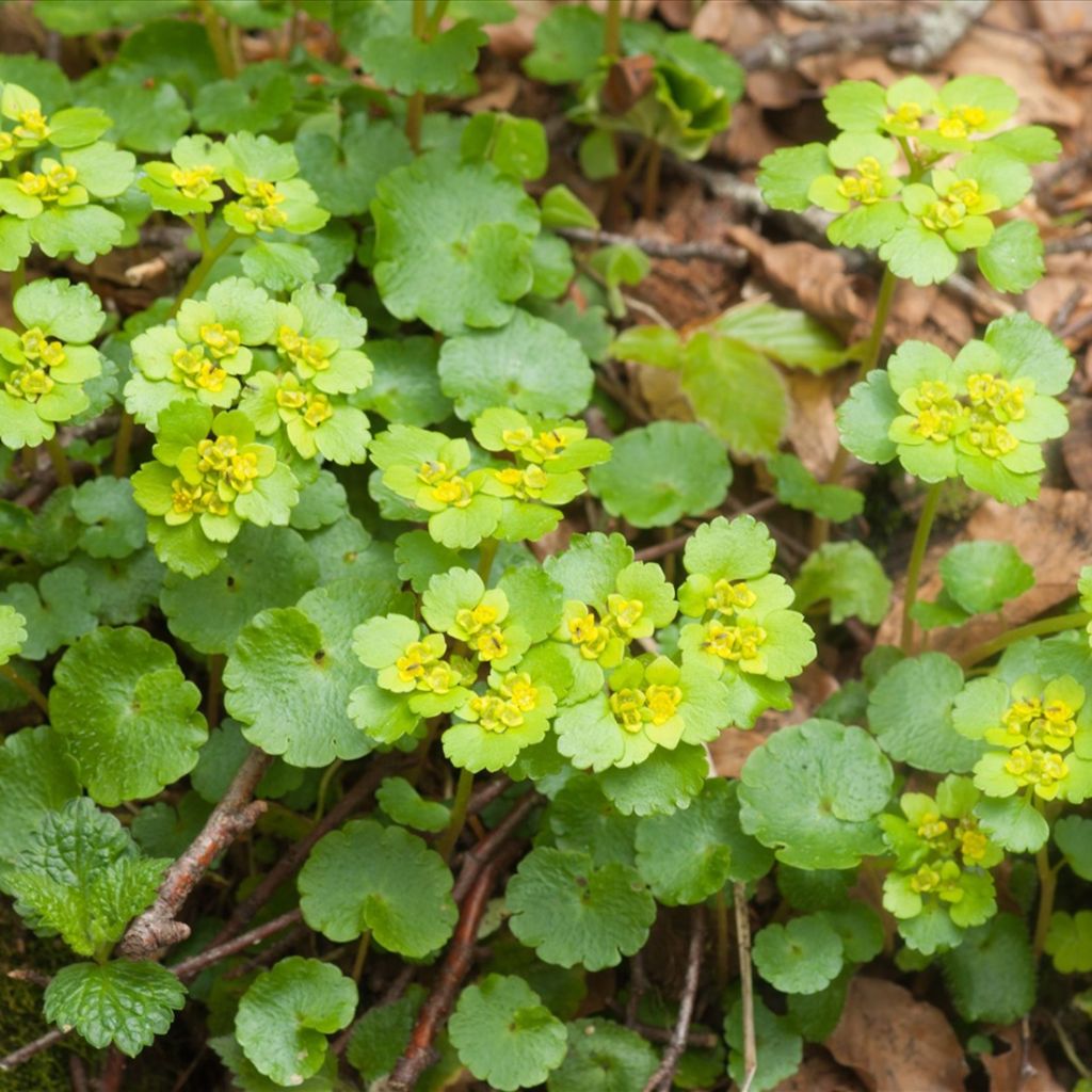 Chrysosplenium alternifolium - Wechselblättriges Milzkraut