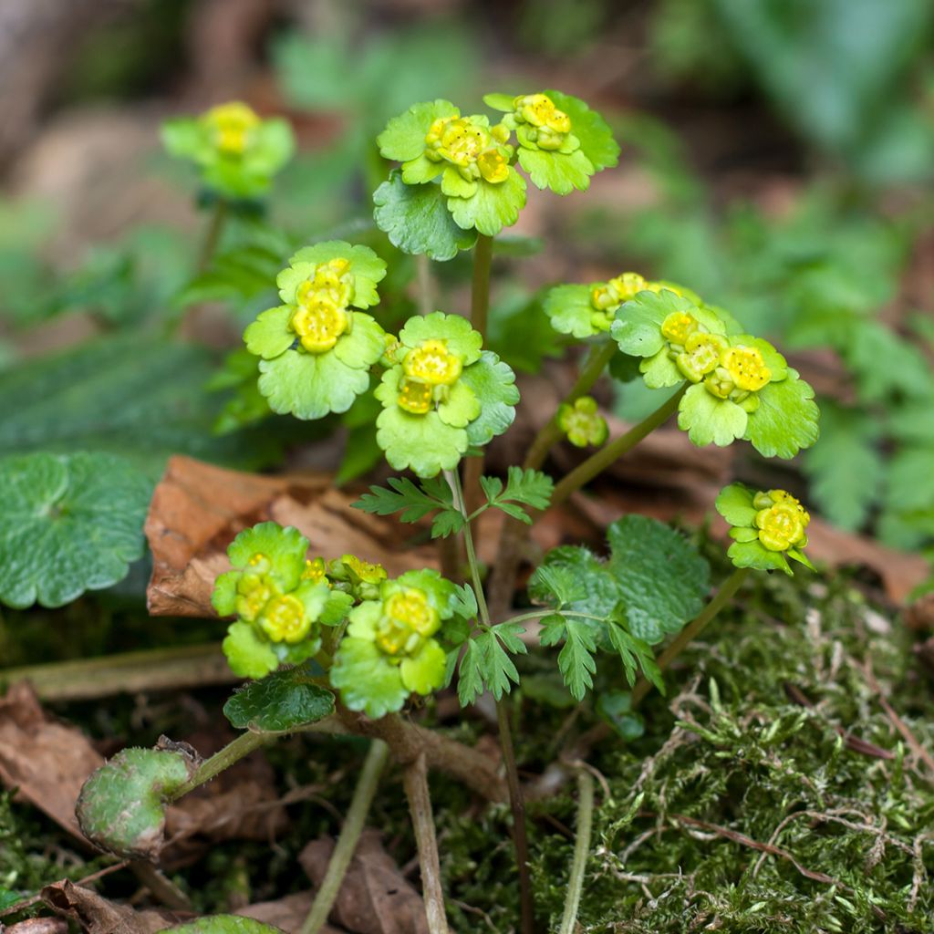 Chrysosplenium alternifolium - Wechselblättriges Milzkraut