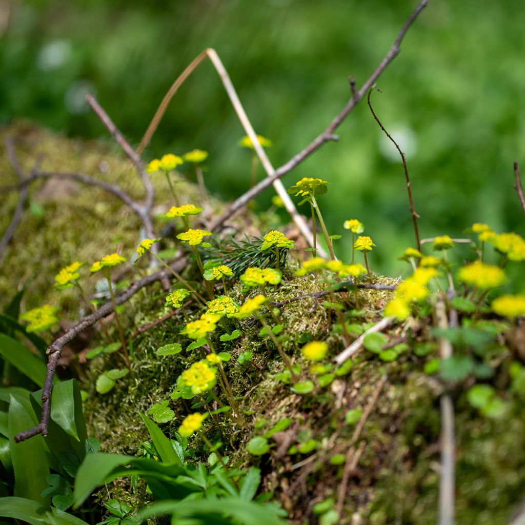 Chrysosplenium alternifolium - Wechselblättriges Milzkraut