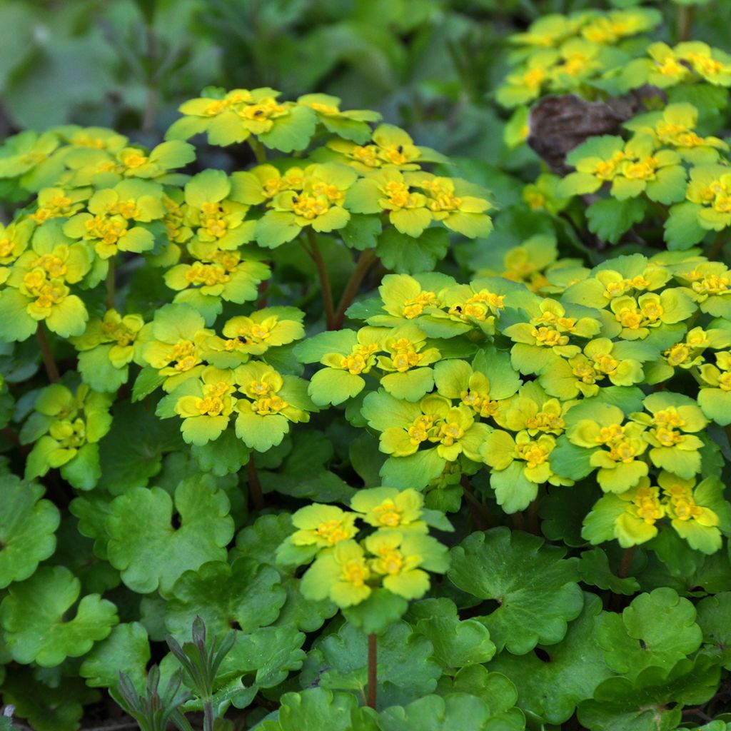 Chrysosplenium alternifolium - Wechselblättriges Milzkraut