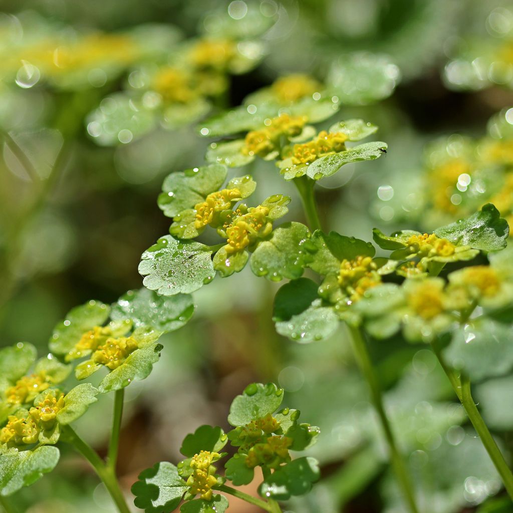 Chrysosplenium alternifolium - Wechselblättriges Milzkraut