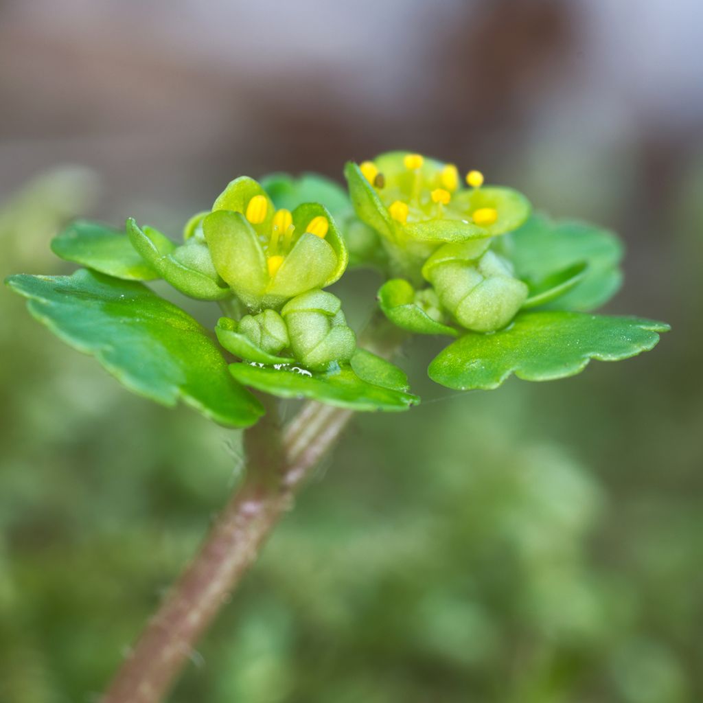 Chrysosplenium alternifolium - Wechselblättriges Milzkraut