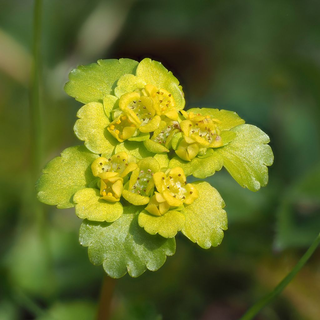 Chrysosplenium alternifolium - Wechselblättriges Milzkraut