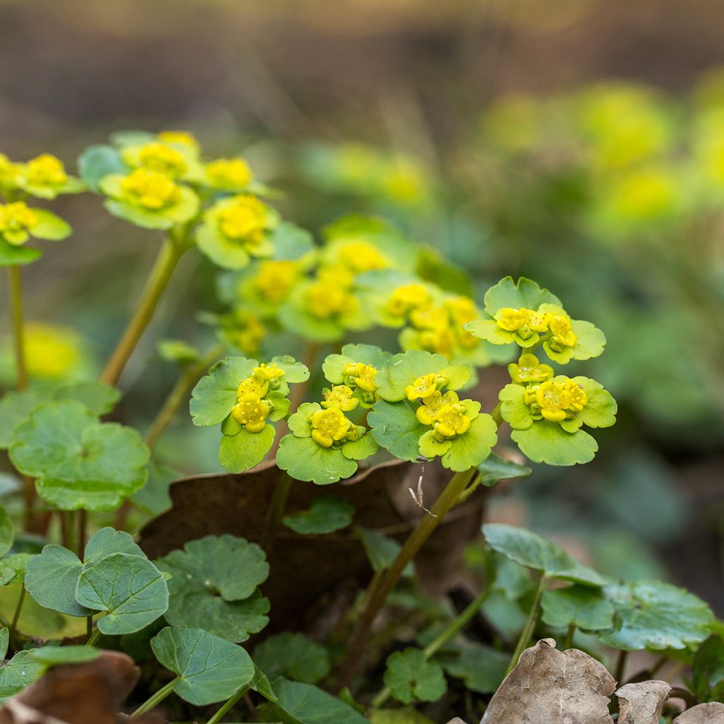 Chrysosplenium alternifolium - Wechselblättriges Milzkraut