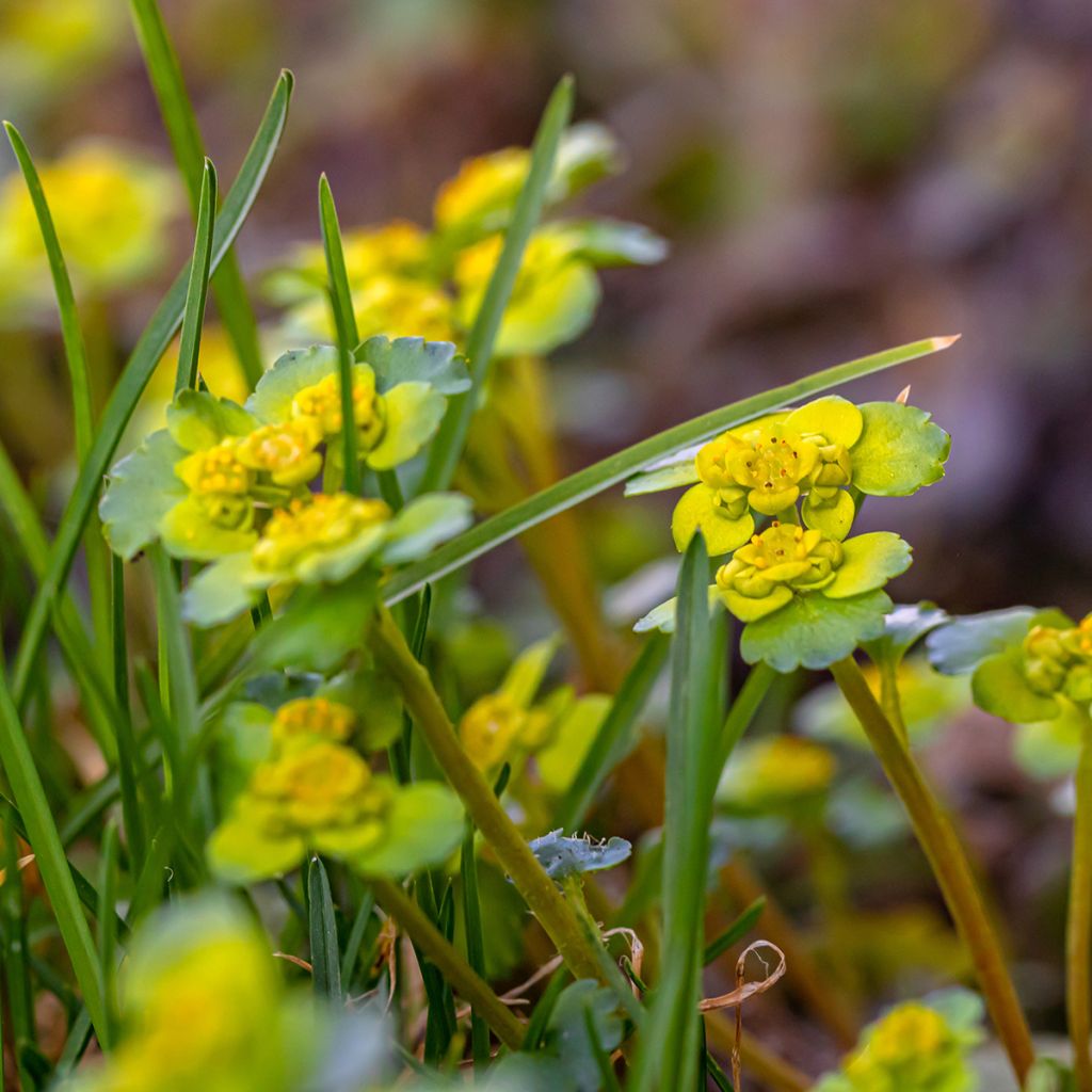 Chrysosplenium alternifolium - Wechselblättriges Milzkraut