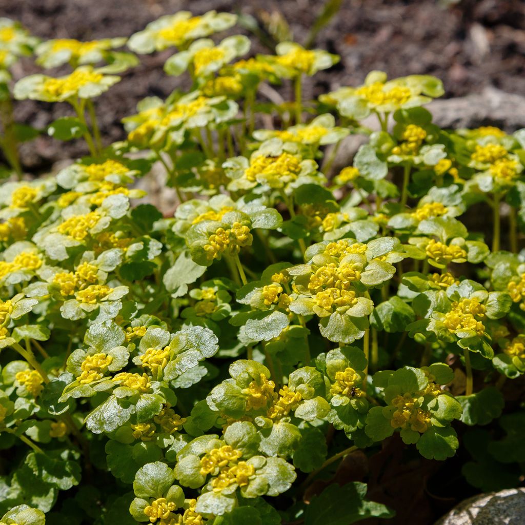 Chrysosplenium alternifolium - Wechselblättriges Milzkraut