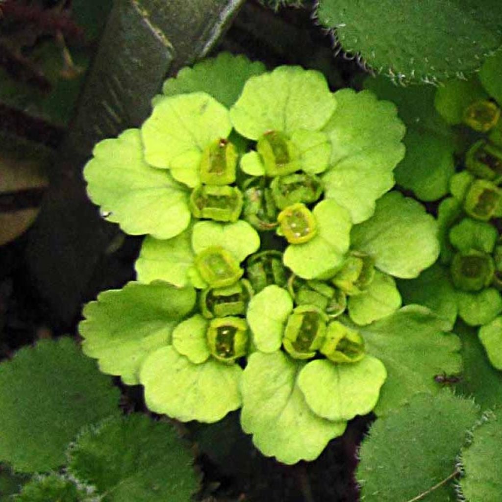 Chrysosplenium davidianum - Milzkraut