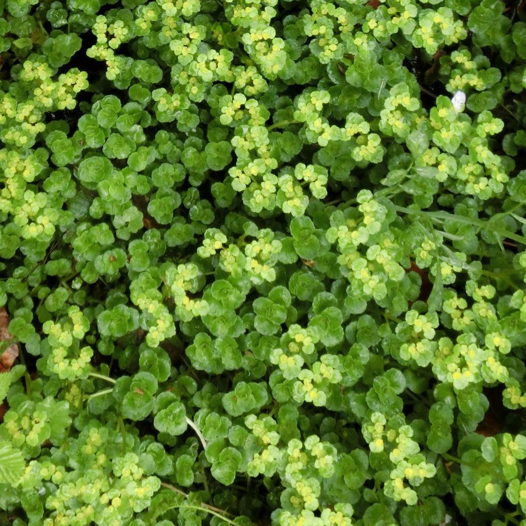 Chrysosplenium oppositifolium - Gegenblättriges Milzkraut